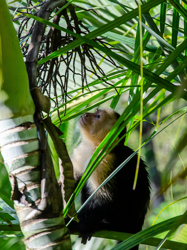 Costa Rica nature